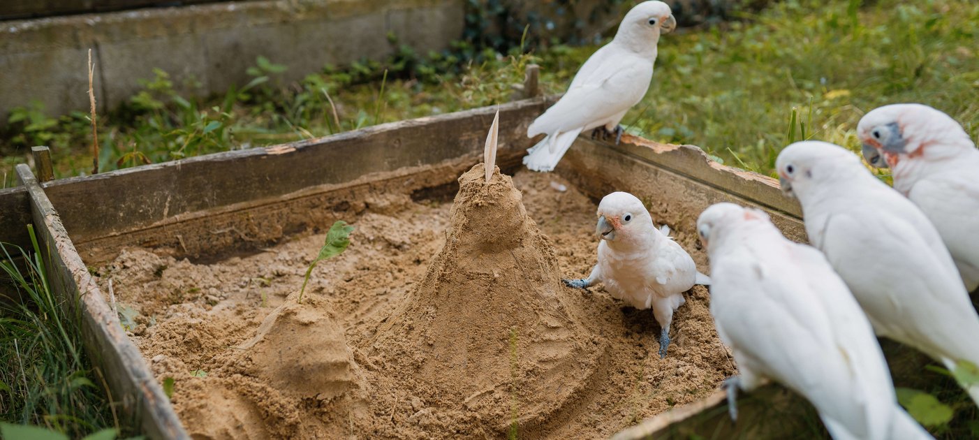 Fünf Goffin-Kakadus haben sich in einer Sandkiste versammelt und blicken neugierig umher.