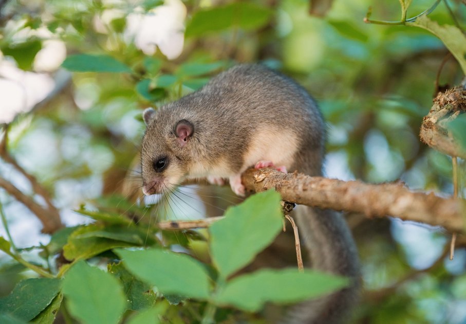 Edible dormouse on a branch with green leaves