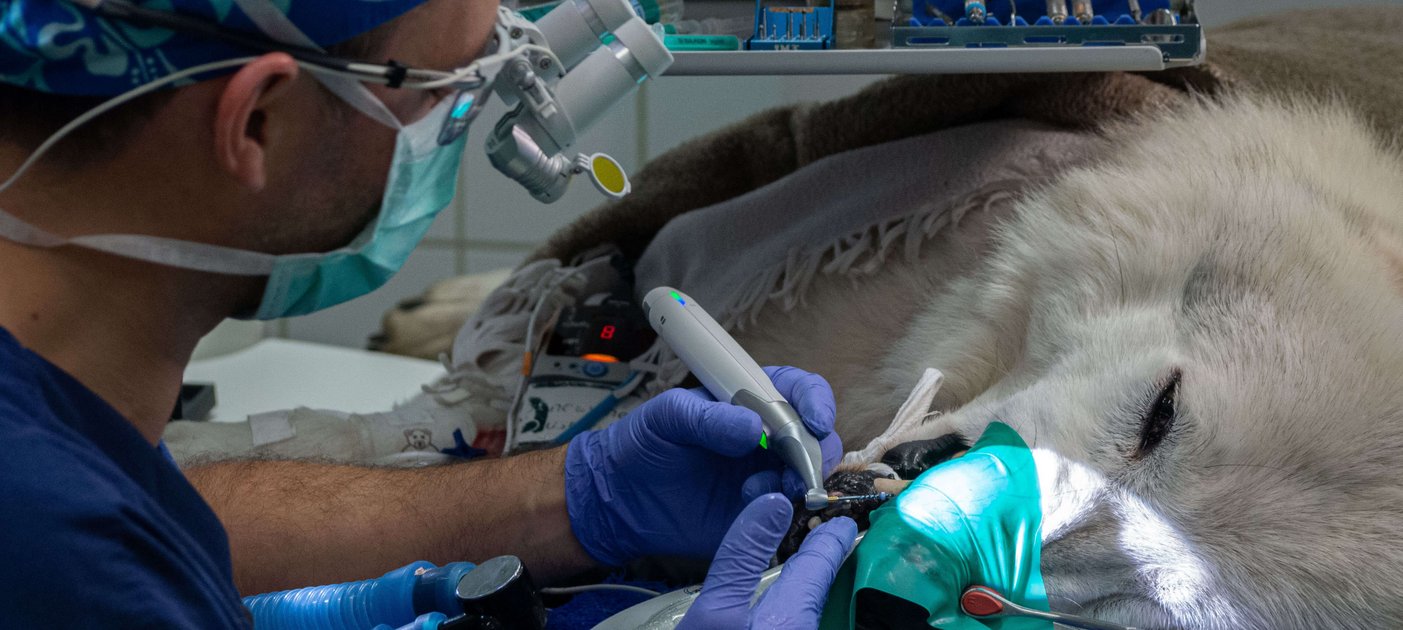 Vom Kaninchen bis zum Wolf: Matthias Eberspächer-Schweda und Judith Dörner versorgen Tierzähne in der Universitätsklinik. Foto: Stephanie Scholz/Vetmeduni