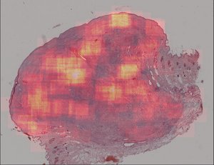 Heatmap, Foto: Institut für Pathologie/Vetmeduni