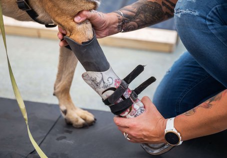 Prothese 3.0: Anders als die bisherige Prothese wird Henrys neue Eigenkraftprothese aus dem 3D-Drucker die Bewegung aus seinem Ellenbogen in die Hightech-Pfote übertragen und diese mitbewegen. Foto: Thomas Suchanek/Vetmeduni