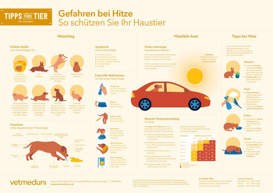 Infografik "Gefahren bei Hitze"