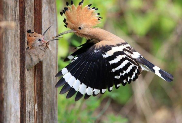 hoopoe chick being fed by mother