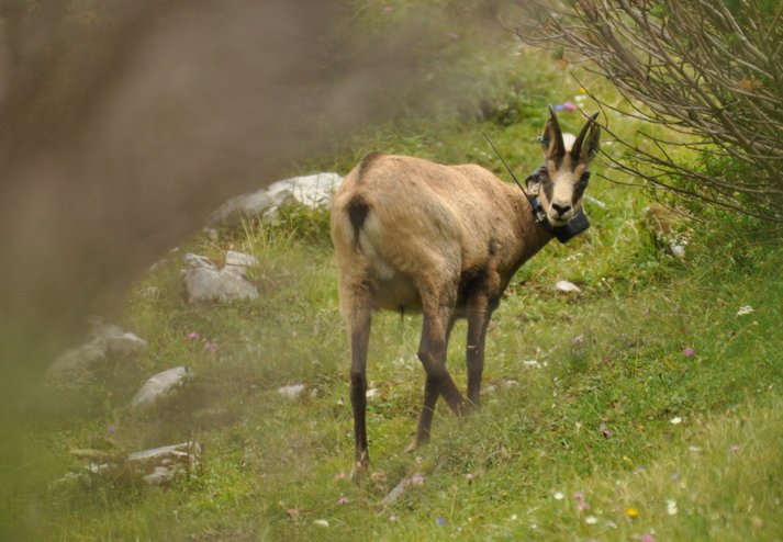 chamois in the Alps with a telemetry collar