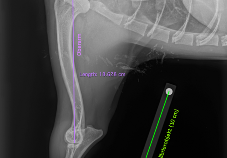Maßgeschneidert: Mittels Röntgenbild und Gipsabdruck kann exakte Passgenauigkeit erzielt werden. Röntgenbild: Abteilung für Bildgebende Diagnostik/Vetmeduni
