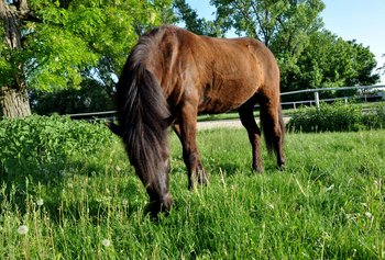 grazing Icelandic horse