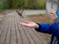 Bird flying away from hand