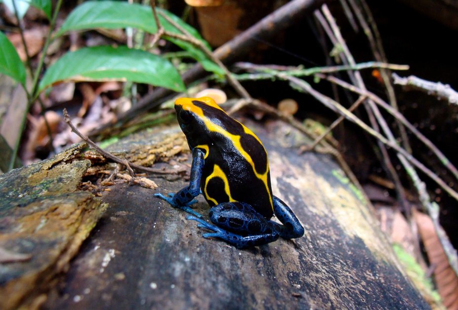 Foto: Bibiana Rojas/Vetmeduni Schwarz-gelb farbiger Giftfrosch auf einem Stein