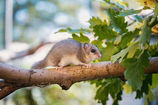 ein Siebenschl&auml;fer auf einem Ast