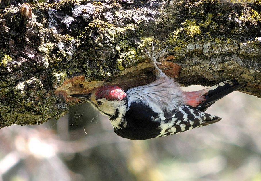 White- backed woodpecker_Lempes_Foto_Xulescu_g_CC_BY-SA-4.0-WikimediaCommons