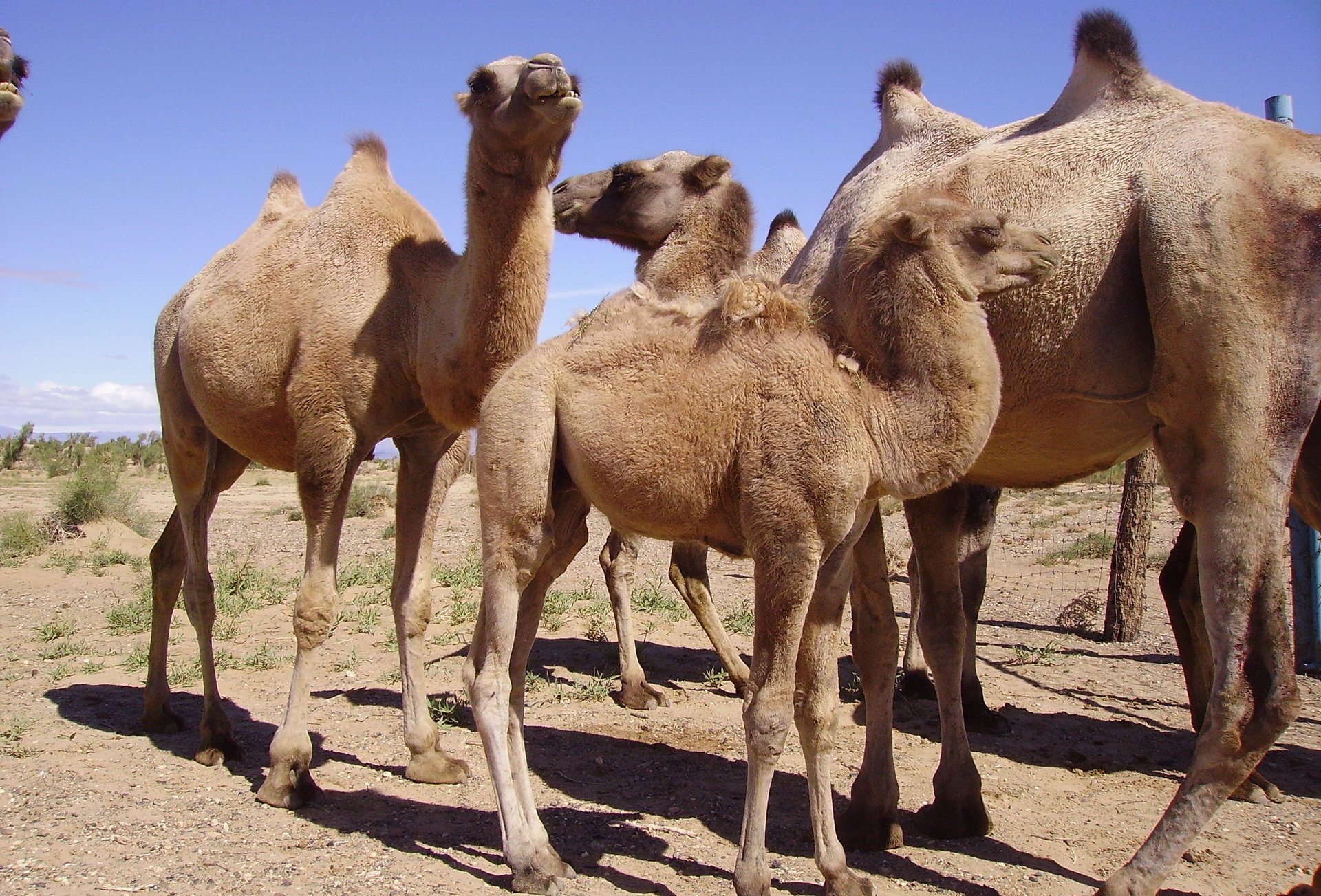 a herd of Mongolian wild camels