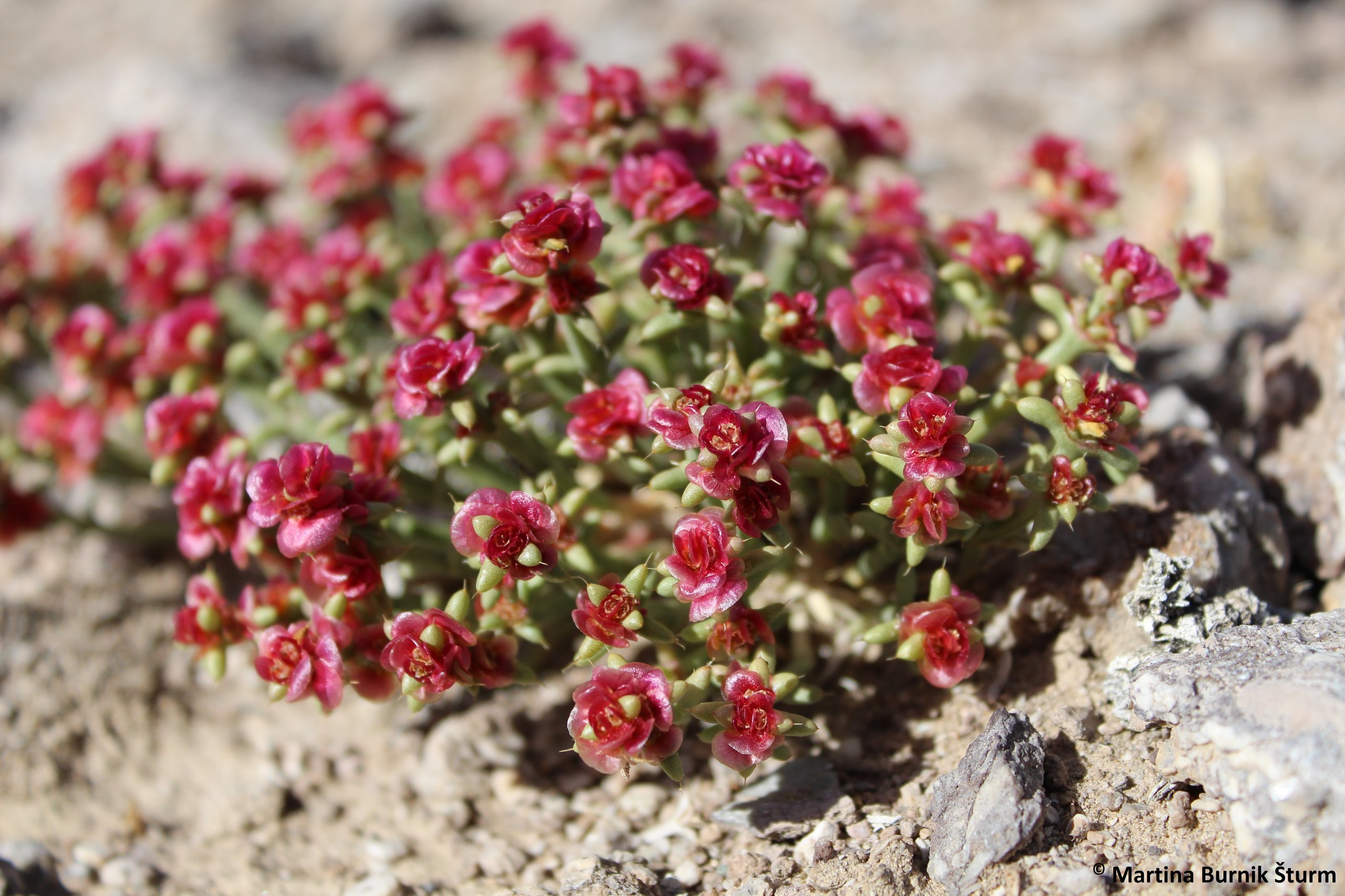 Foto zeigt Anabasis brevifolia