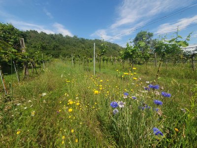 Blütenreiche Begrünung im Weingarten