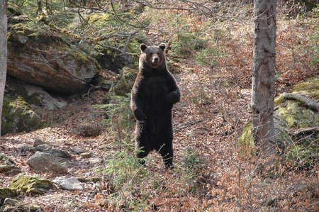 Photo of a standing brown bear