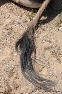 Photo of a wild asse´s tail