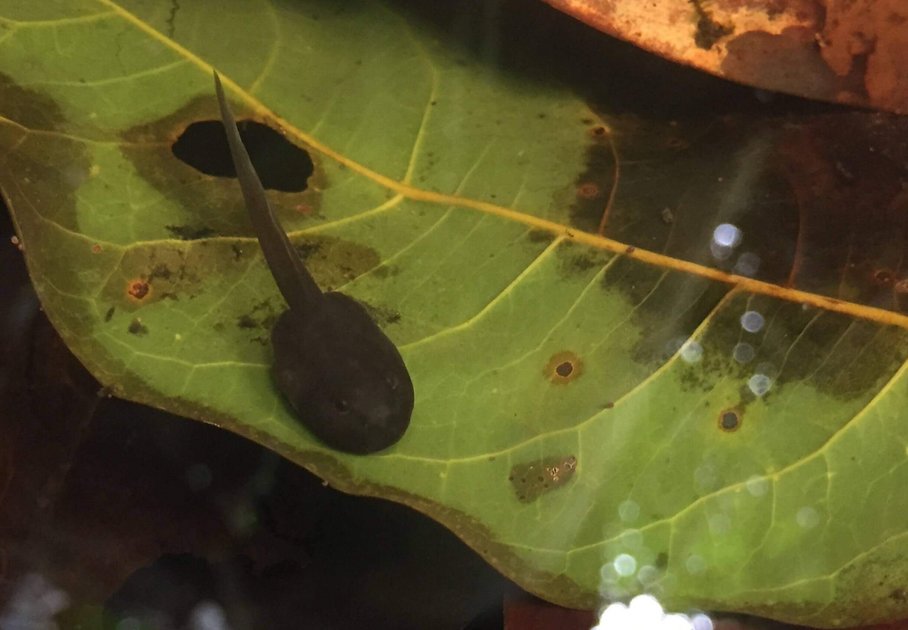 Tadpole in front of a green leaf in the water