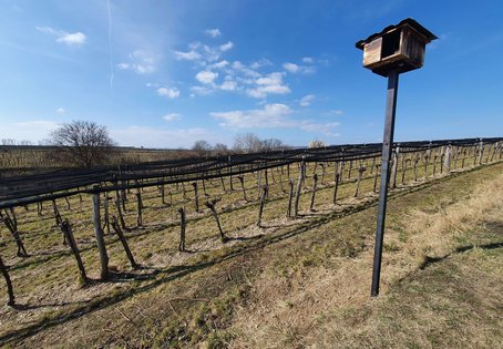 Nisthilfe in einer Weingartenlandschaft