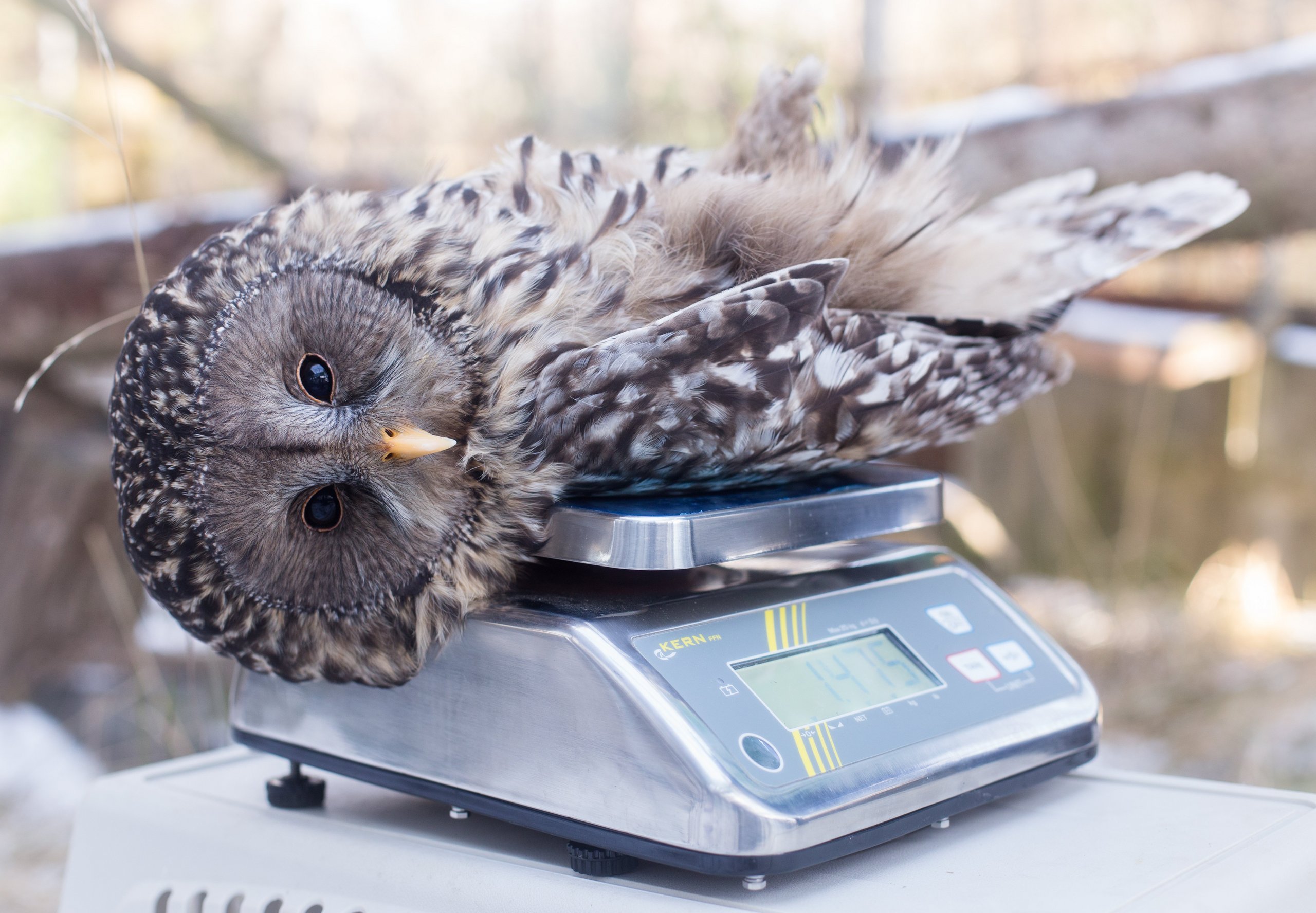 Ural owl on a scale