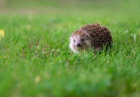 Braunbrustigel (Erinaceus europaeus)