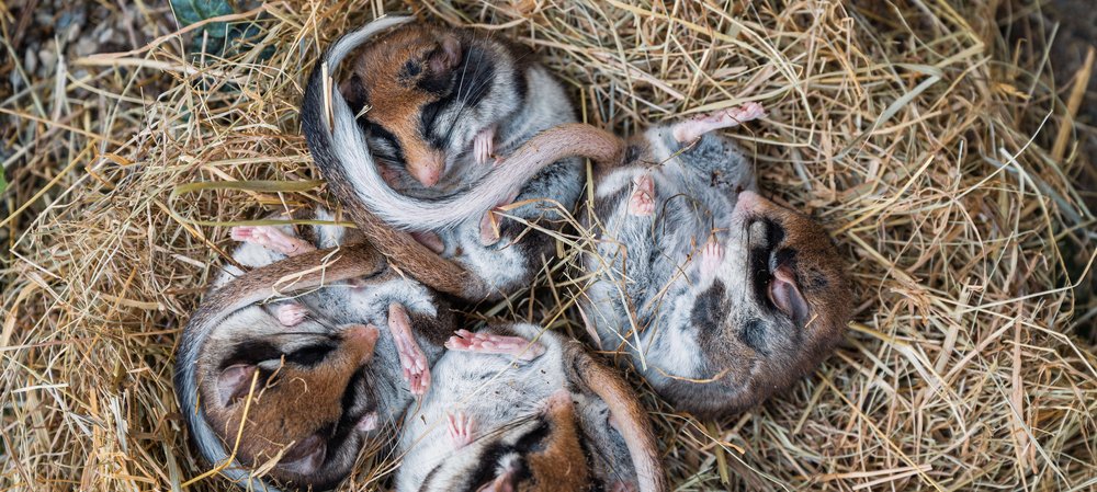 Photo: Thomas Suchanek/Vetmeduni