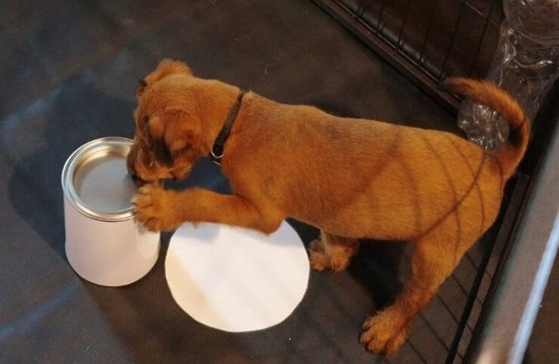 Ein Hund berührt mit seiner Pfote eine weiße Farbdose, während neben der Dose ein weißer Kreis auf dem Boden zu sehen ist.