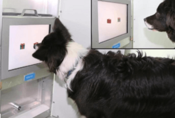 Hund schaut auf einen Touchscreen