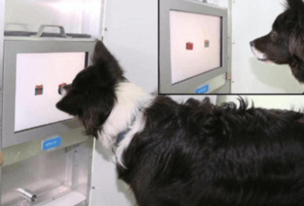 Hund schaut auf einen Touchscreen