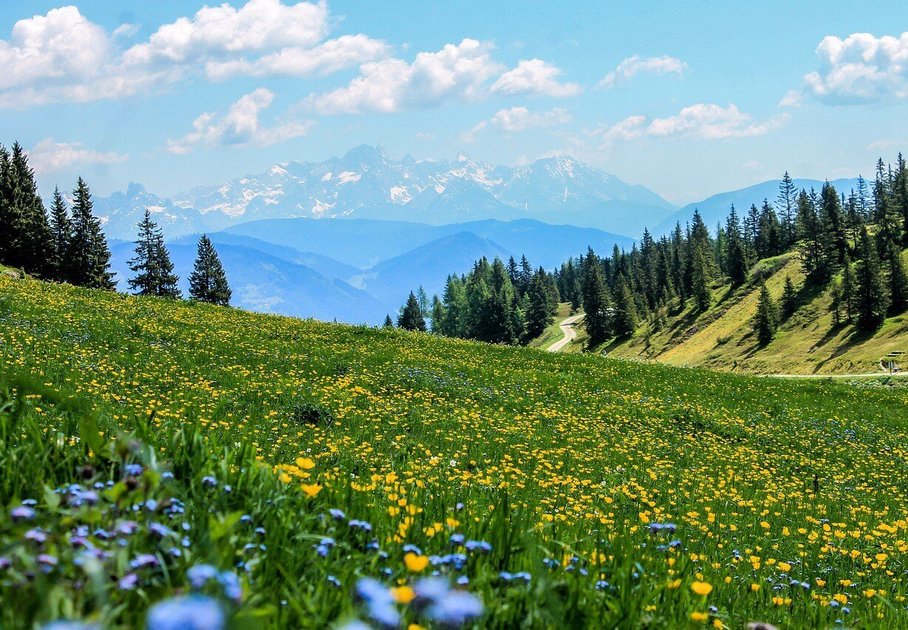 Meadow with flowers and mountains in the background
