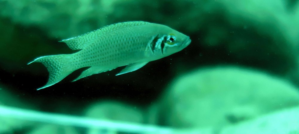 Neolamprologus pulcher. Foto: Arne Jungwirth/Vetmeduni