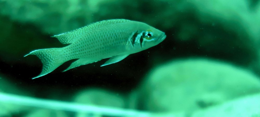 Neolamprologus pulcher, Photo: Arne Jungwirth/Vetmeduni