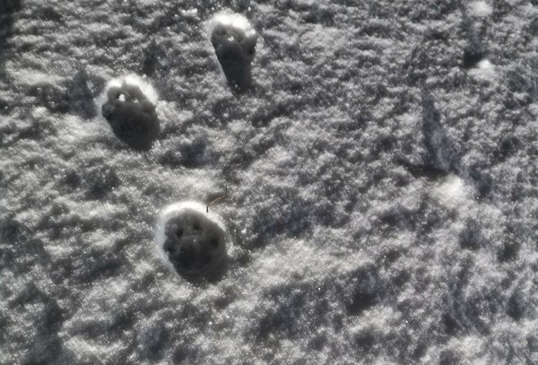 Pfotenabdrücke von Norik im Schnee/paw prints of Norik in the snow