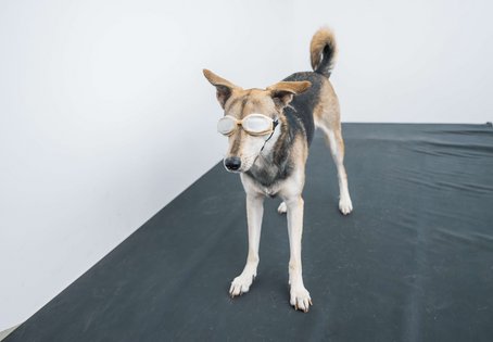 Hunde können als Modell zur Erforschung der Alzheimer-Erkrankung herangezogen werden.