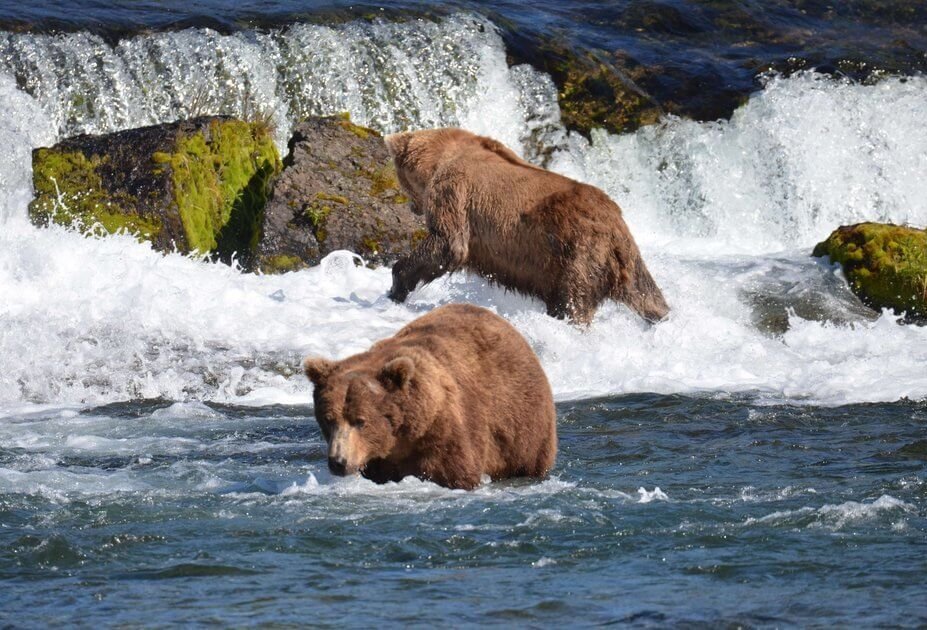 Ein B&auml;r in einem Fluss
