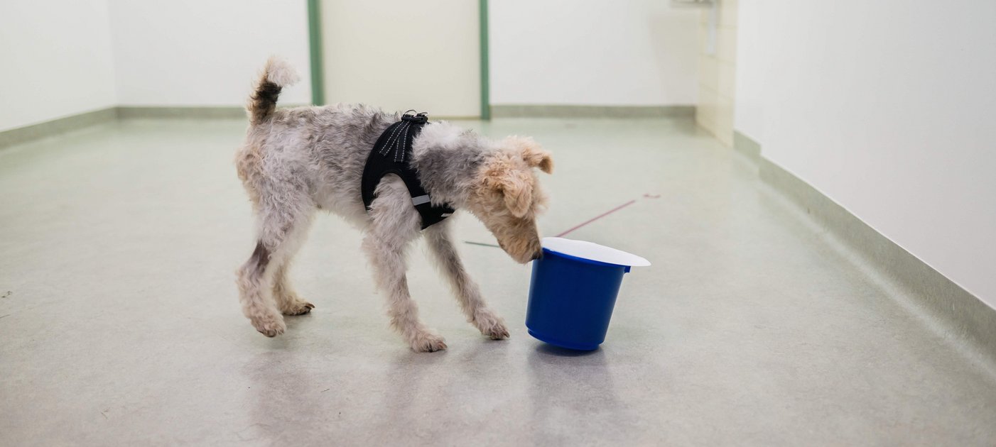 A fox terrier sniffs a container covered with paper on the floor.