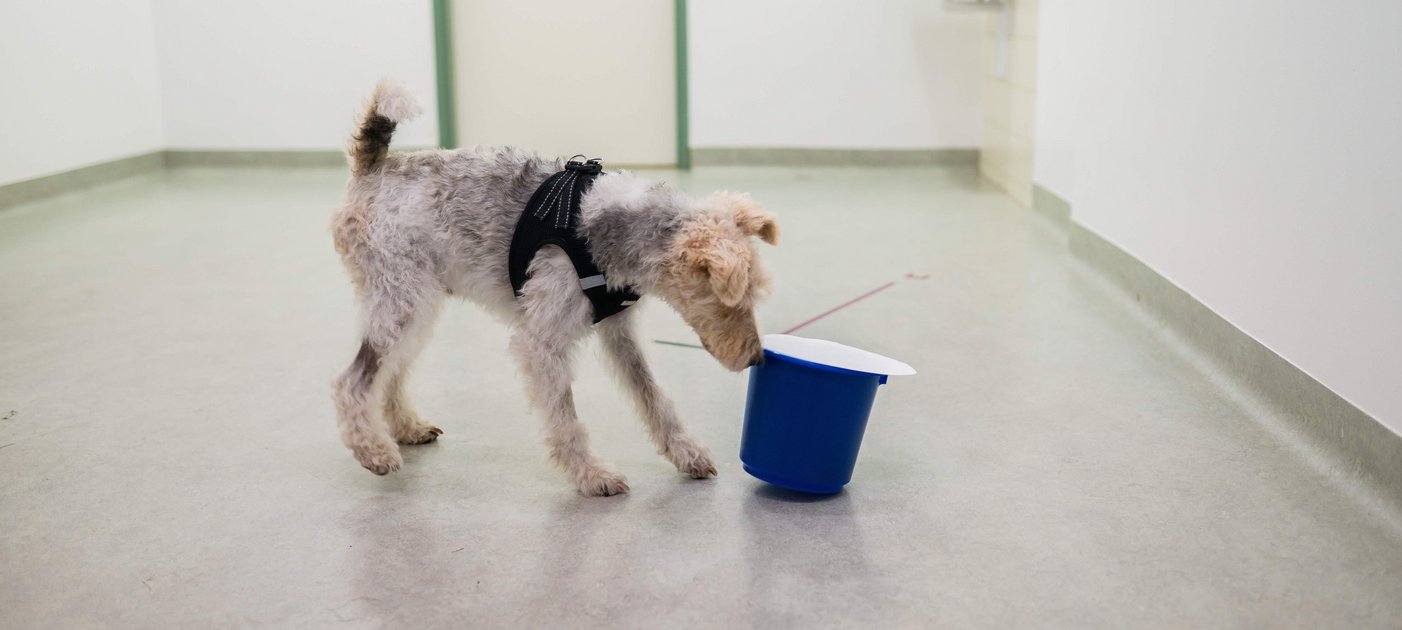 Ein Foxterrier schnüffelt an einem mit Papier abgedecktem auf dem Boden stehenden Behälter.