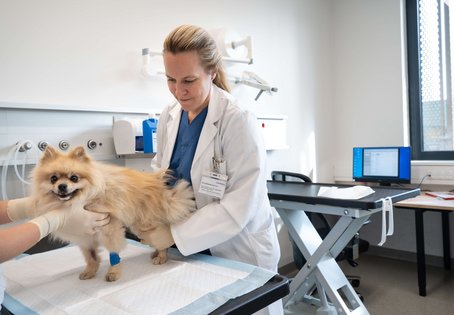 Von München zurück nach Wien: Die neue Universitätsprofessorin für Kleintierchirurgie will das Gemeinsame vor das Trennende stellen und vermehrt mit den praktischen Tierärzt:innen zusammenarbeiten.