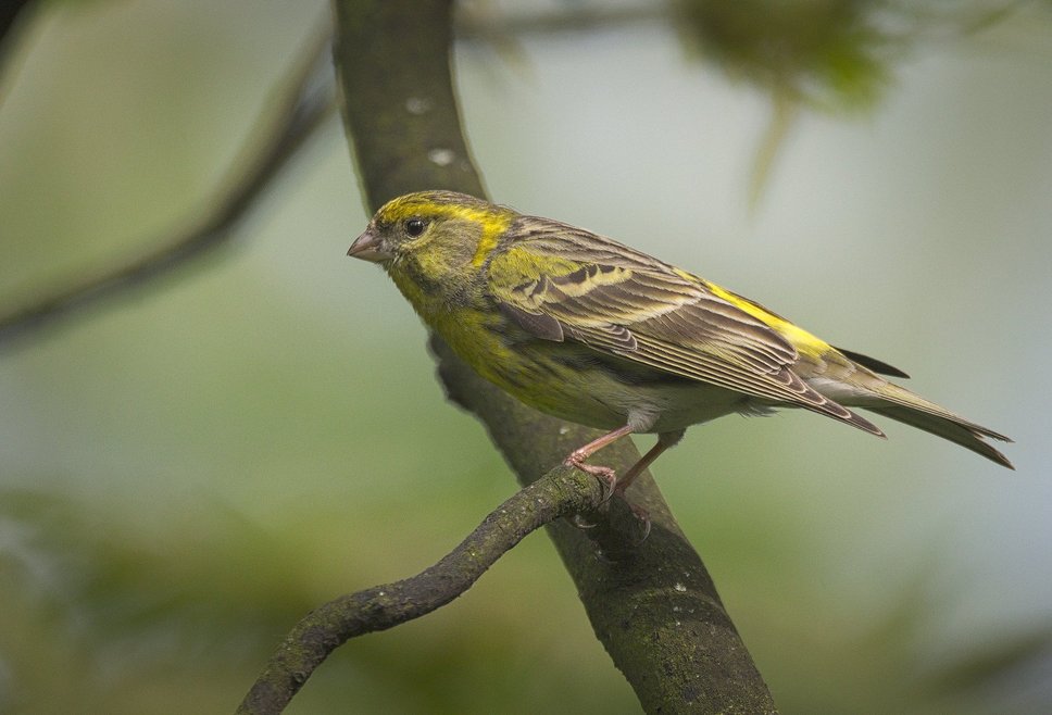 European Serin (Serinus serinus) (Photo hedera.baltica/ flickr.com, CC BY-SA 2.0)