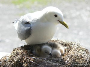 Dreizehenmöwe (Rissa tridactyla) mit Jungen