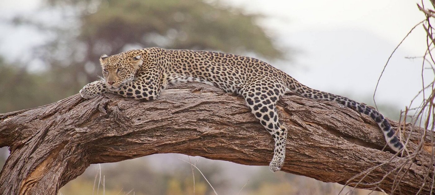Leopard ruht auf einem Baumstamm/leopard resting on a tree trunk