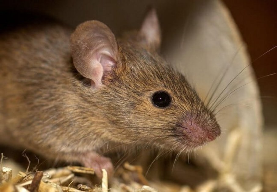 braune Hausmaus im Stroh/brown house mouse in the straw