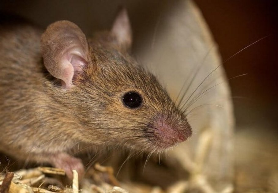 braune Hausmaus im Stroh/brown house mouse in the straw