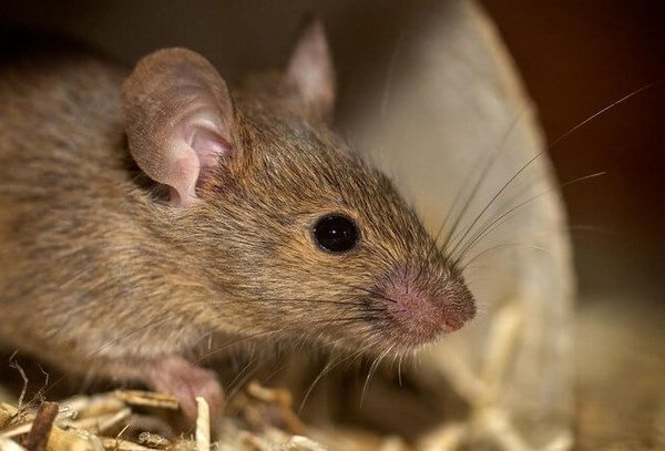 braune Hausmaus im Stroh/brown house mouse in the straw
