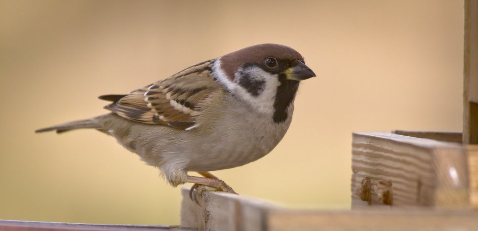 Tree Sparrow (Passer montanus) (Photo hedera.baltica/ flickr.com, CCBY-SA2.0)