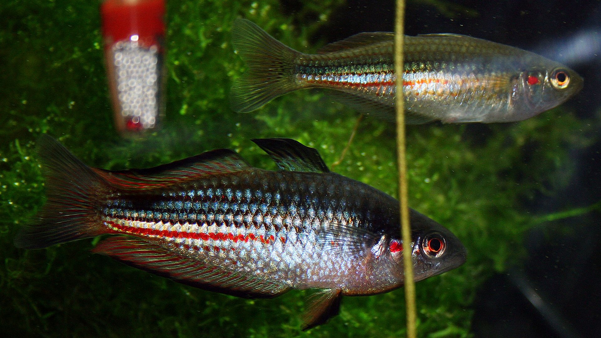 Karmin Regenbogenfisch