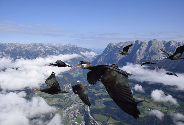 Northern bald ibis flying over the Alps