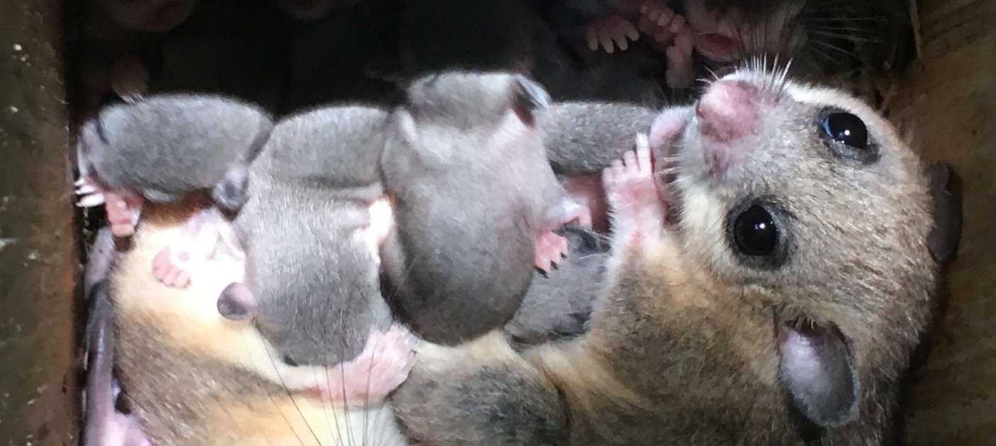 Familienbande. Wenn die Nistmöglichkeiten knapp sind, teilen sich verwandte Weibchen das Quartier für die Jungenaufzucht. Foto: Thomas Suchanek/Vetmeduni