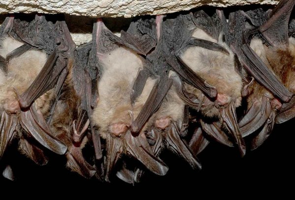 Hibernating_Virginia_big-eared_bats_Photo-Craig Stihler, WVDNR_Public Domain_via_Flickr