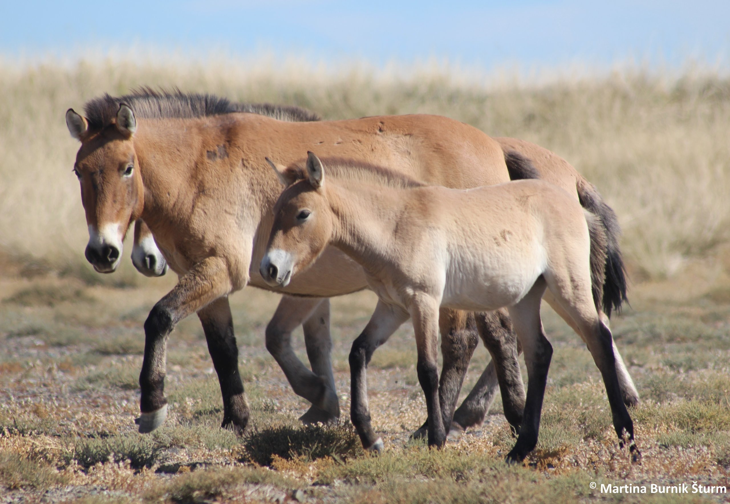 Foto zeigt eine Przewalskipferde-Familie