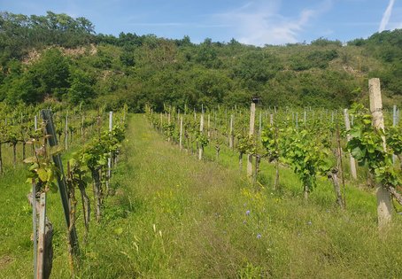 Ein begrünter Weingarten