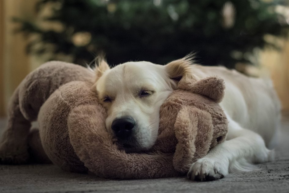 Mit Tipps der Vetmeduni Vienna den Silvesterstress bei Hunden reduzieren. © Stephanie Scholz/Vetmeduni Vienna